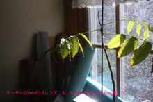 画像をギャラリービューアに読み込む, Praktica FX2 & Carl Zeiss Jena Tessar 50mmF3.5 & Takuma 55mmF1.8 2レンズセット❗️【完動品】