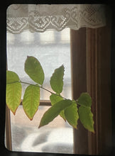 Load image into Gallery viewer, OLYMPUS PEN F グリーンリザード 🐊【完動品】露出計付き❗️