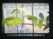 画像をギャラリービューアに読み込む, Minolta SRT Super 【希少❗️ブラックボディ🐦⬛】【完動品】