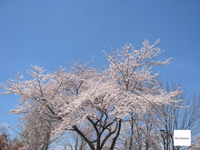 画像をギャラリービューアに読み込む, Canon Digital IXY200a【完動品】▪️オールドコンデジ▪️デジタルカメラ