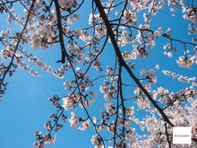 画像をギャラリービューアに読み込む, Canon Digital IXY200a【完動品】▪️オールドコンデジ▪️デジタルカメラ