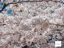 画像をギャラリービューアに読み込む, Canon Digital IXY200a【完動品】▪️オールドコンデジ▪️デジタルカメラ