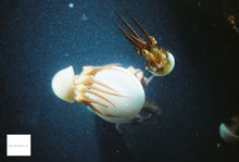 画像をギャラリービューアに読み込む, PENTAX ME【完動品】オート機能あり❗️