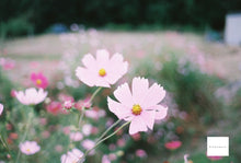 画像をギャラリービューアに読み込む, PENTAX SP【完動品】状態◎