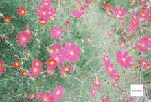 Load image into Gallery viewer, PENTAX Takumar 55mmF1.8 チタン塗装【完動品】PENTAX SPやオールドレンズに!M42マウント