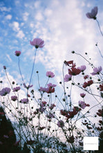 Load image into Gallery viewer, PENTAX SP フル塗装&天然木使用【完動品】