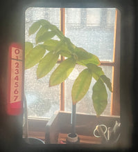 画像をギャラリービューアに読み込む, OLYMPUS PEN FT【完動品】一眼レフハーフカメラ