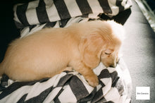 画像をギャラリービューアに読み込む, Nikon 35Ti【完動品】【希少❗️】状態◎