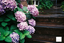 画像をギャラリービューアに読み込む, Nikon Nikkor 28mm F2.8【完動品】Nikon F3,FM,FE,FG,EMなど!デジタル一眼に付けてオールドレンズとしても!