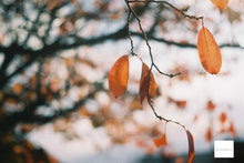 画像をギャラリービューアに読み込む, Minolta SRT101(SV)【完動品】