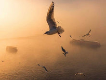 画像をギャラリービューアに読み込む, Nikon Reflex NIKKOR 500mm F8 【完動品】