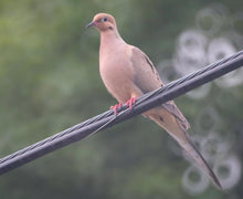 画像をギャラリービューアに読み込む, Nikon Reflex NIKKOR 500mm F8 【完動品】