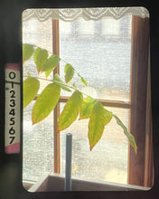 画像をギャラリービューアに読み込む, OLYMPUS PEN FT【完動品】一眼レフハーフカメラ