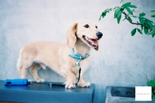 Load image into Gallery viewer, Konica III【完動品】革変更 深緑