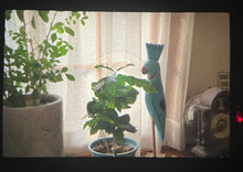 Load image into Gallery viewer, FUJICA AZ-1|わかりやすい露出計&操作簡単✨ ナチュラルな写りの一眼レフフィルムカメラ【完動品/希少✨】