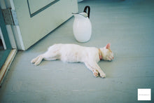 Load image into Gallery viewer, Canon Autoboy D5 📸🎞️ 水中も陸上もOKな全天候型コンパクトフィルムカメラ🏄♂️🌊【完動品】状態◎