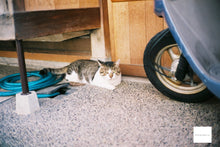 画像をギャラリービューアに読み込む, OLYMPUS 35SP【希少✨ブラックボディ🐦⬛】【完動品】【美品❗️】