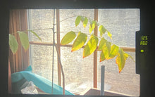 画像をギャラリービューアに読み込む, PENTAX MZ-3【完動品】状態◎ 全自動・ピントも自動❗️軽量・初心者の方にもおすすめ!爽やかブルー✨