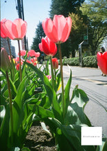 画像をギャラリービューアに読み込む, Konica RECORDER【完動品】【実写済み】【入手困難❗️】美品✨激レアセット❗️ハーフカメラ