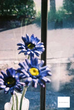 Load image into Gallery viewer, Konica Z-up80 Limited 🎨希少なリミテッドレッドカラー✨説明書&ケース付き