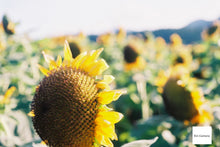 画像をギャラリービューアに読み込む, Minolta 7s Castagna🌰【完動品】