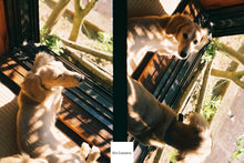 画像をギャラリービューアに読み込む, OLYMPUS H.Zuiko Auto-S 42mmF1.2【完動品】【美品✨】OLYMPUS PEN-F、FT、FV用に❗️