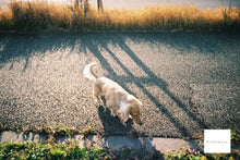 画像をギャラリービューアに読み込む, Konica Z-UP130E【完動品】