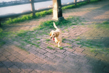 画像をギャラリービューアに読み込む, Canon Autoboy TELE【完動品】【実写済み❗️】