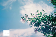 画像をギャラリービューアに読み込む, Nikon EM & Ai50mmF2 【完動品】