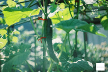 画像をギャラリービューアに読み込む, Nikon FM(SV)【完動品】【希少】状態◎ 明るい単焦点レンズ付き❗️