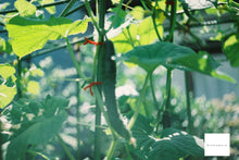 Load image into Gallery viewer, Nikon EM & 35-70mmF3.5-4.5【完動品】初めてのフィルムカメラにおすすめ