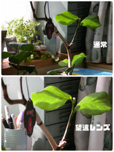 画像をギャラリービューアに読み込む, Nikon Coolpix4500【完動品】【実写済み❗️】▪️オールドコンデジ▪️デジタルカメラ