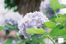 画像をギャラリービューアに読み込む, Canon AV-1 BK【完動品】明るい広角レンズ&ストラップ付き❗️初めて・初心者の方におすすめ一眼レフフィルムカメラ