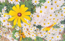 Load image into Gallery viewer, Samsung NX mini ミントブルー|広角単焦点・Wi-Fi搭載・自撮りOKの軽量ミラーレス【美品・即撮影OK】