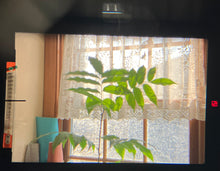 画像をギャラリービューアに読み込む, Nikon FE2 & Ai-S 50mm F1.4【完動品/希少✨】ブラックボディ|状態◎ 王道フィルム一眼レフ📸