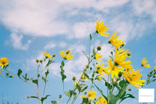 Load image into Gallery viewer, OLYMPUS 35DC ✨北欧ブルーレザー仕上げ🦕🌳完動/実写済み|40mm F1.7|露出計OK|整備済み