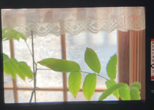 画像をギャラリービューアに読み込む, Canon New F-1 【美品】【完動品】未使用ストラップ付き❗️