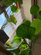 画像をギャラリービューアに読み込む, Canon Power Shot A1000IS【完動品】▪️オールドコンデジ▪️デジタルカメラ