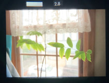 画像をギャラリービューアに読み込む, Nikon F3【Nikon認定修理店にてオーバーホール済み✨】【完動品】状態◎