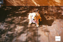 画像をギャラリービューアに読み込む, FUJIFILM AUTO-7QD【完動品】