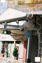 Load image into Gallery viewer, Canon AF35ML【完動品】状態⭕️一番明るい全自動コンパクトカメラ🔆