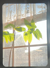 画像をギャラリービューアに読み込む, OLYMPUS PEN F 珍しい赤文字の花柄【完動品】【希少】一眼レフハーフカメラ