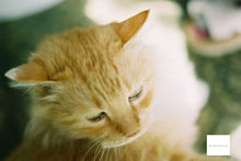 画像をギャラリービューアに読み込む, Mamiya NC1000S【完動品】【希少❗️】