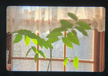 画像をギャラリービューアに読み込む, Mamiya NC1000S【完動品】【希少❗️】状態◎