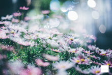 Load image into Gallery viewer, PENTAX Takumar 55mmF1.8【完動品】オールドレンズ一番人気レンズ❗️・M42マウント(スクリューマウント)