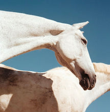 画像をギャラリービューアに読み込む, ROLLEIFLEX Automat【完動品】【実写済み❗️】状態◎ 中判カメラ