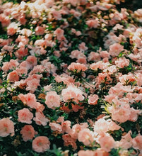 画像をギャラリービューアに読み込む, YASHICA-D【完動品】状態◎