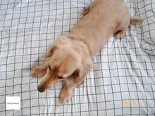 画像をギャラリービューアに読み込む, CONTAX TVS DIGITAL【完動品】【完動品】【実写済み❗️】▪️オールドコンデジ▪️デジタルカメラ