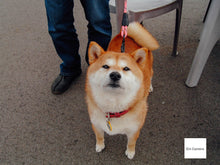 画像をギャラリービューアに読み込む, CONTAX TVS DIGITAL【完動品】【完動品】【実写済み❗️】▪️オールドコンデジ▪️デジタルカメラ