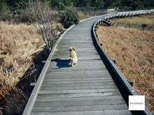 Load image into Gallery viewer, Leica C-LUX1【完動品】【実写済み❗️】▪️オールドコンデジ▪️デジタルカメラ